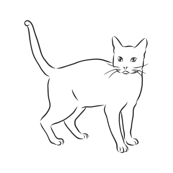 korat-macska
