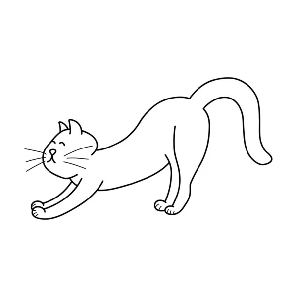 korat-macska