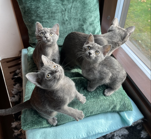 korat-macska