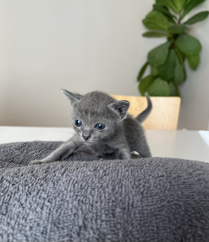 korat-macska