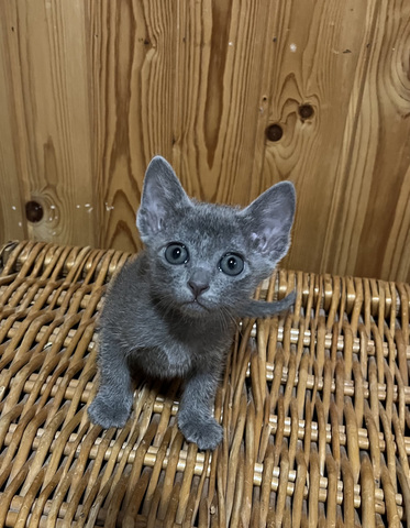 korat-macska