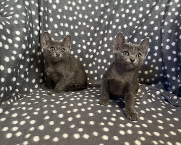 korat-macska