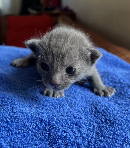 korat-macska