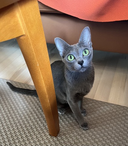 korat-macska