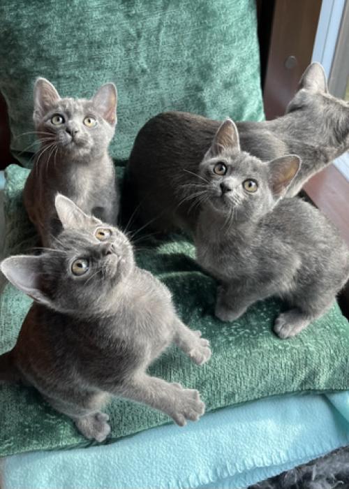 korat-macska