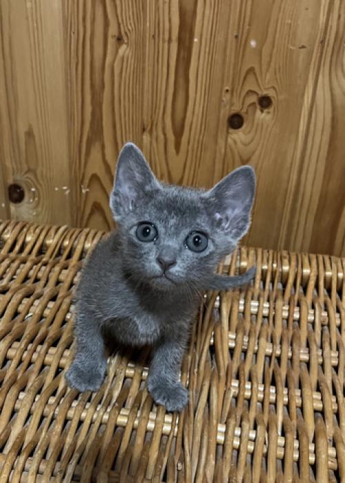 korat-macska