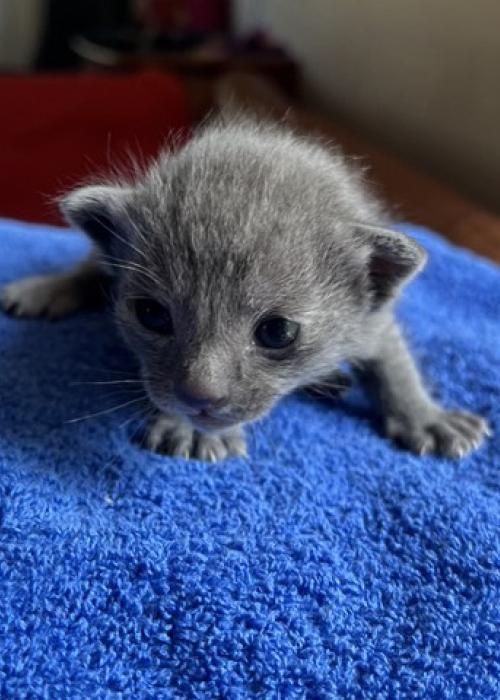 korat-macska