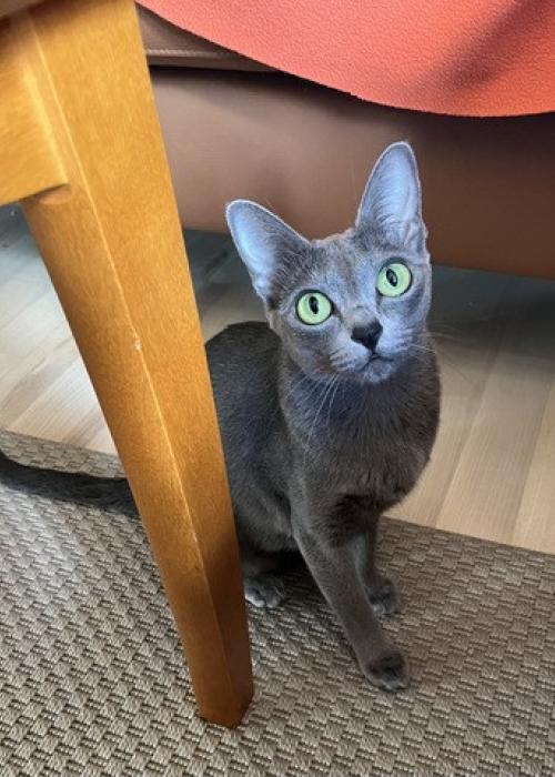 korat-macska