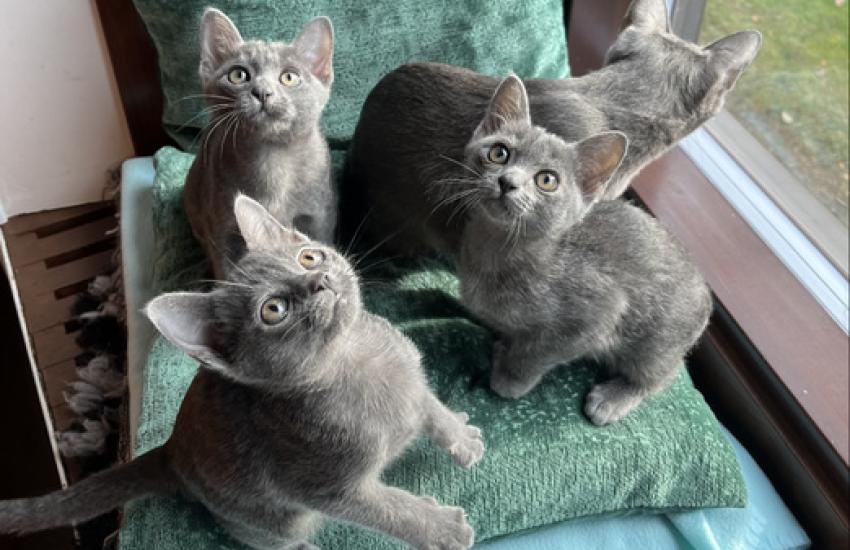 korat-macska