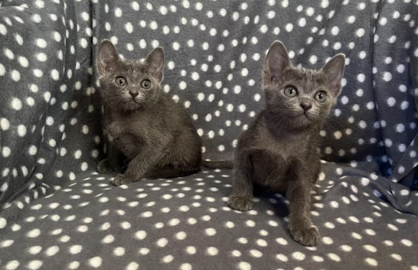 korat-macska