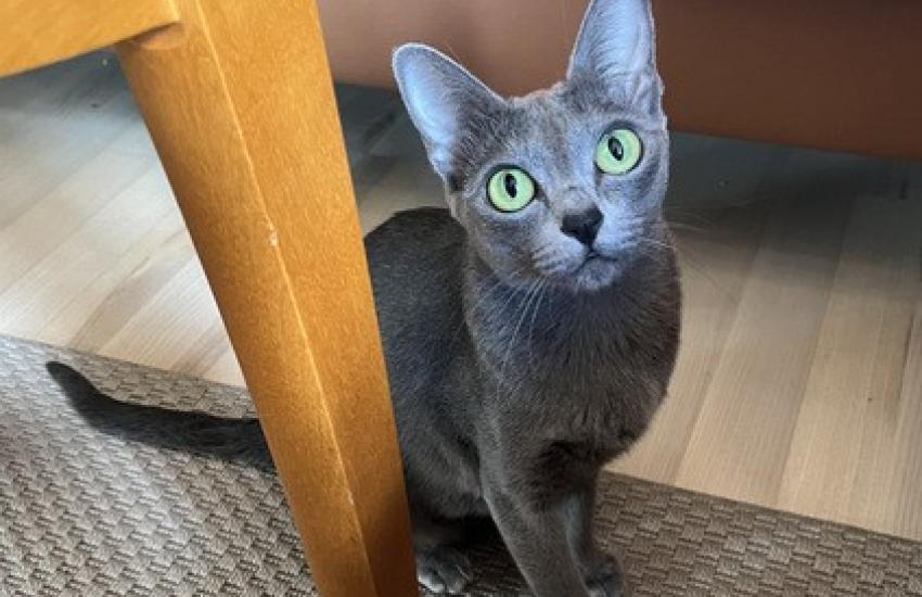 korat-macska