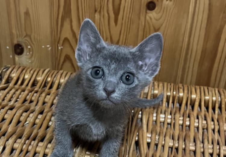 korat-macska