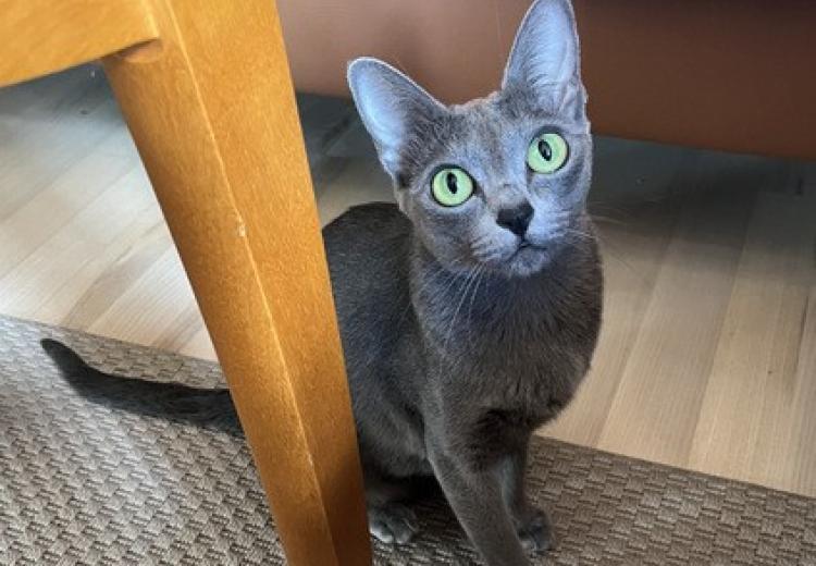 korat-macska